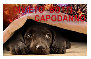 Immagine: canedivietoPp.jpg