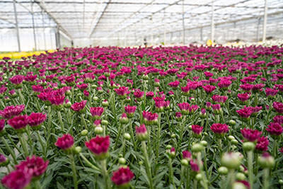 Immagine: mercatosito.jpg