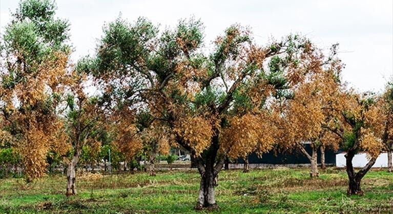 Immagine: xylella.jpg