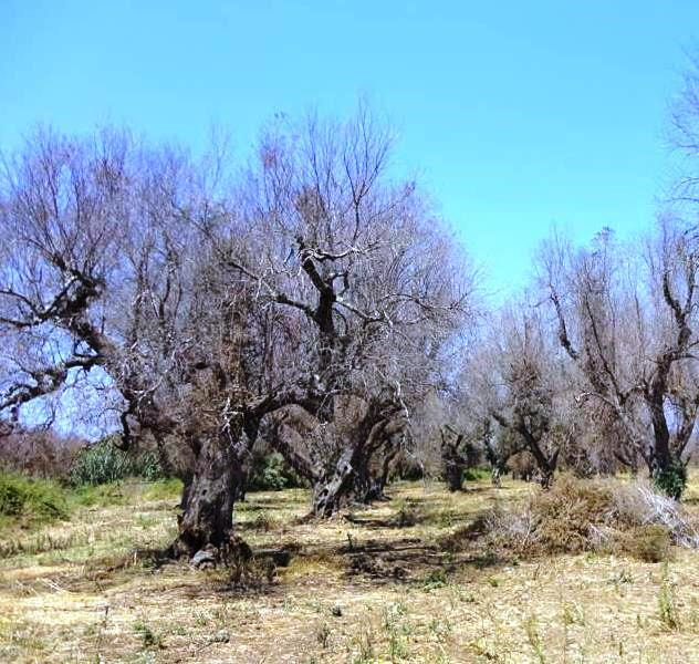Immagine: xylella_immagine.jpg