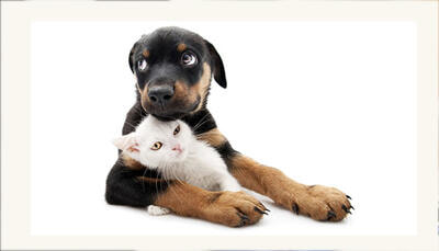 Immagine: animalixsito.jpg