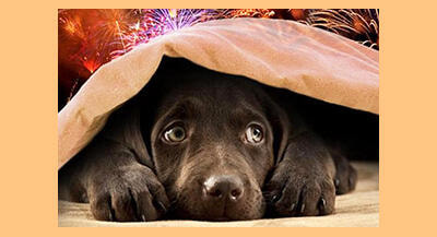 Immagine: botti20.jpg