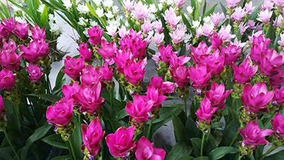 Immagine: FIORISITO.jpg