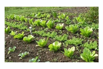 Immagine: ortooksito.jpg