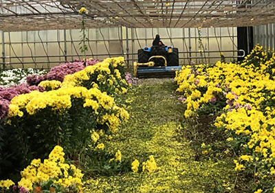 Immagine: serresitop.jpg