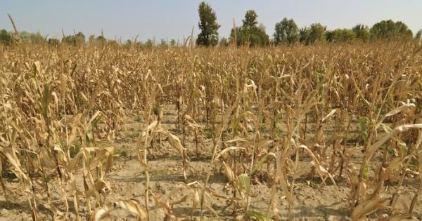 Immagine: siccita.jpg