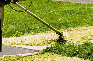 Immagine: verdeok.jpg