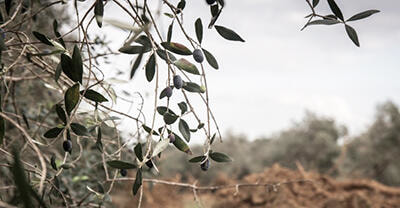 Immagine: xylella-pugliaxsito.jpg